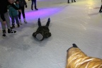 patinoire 13